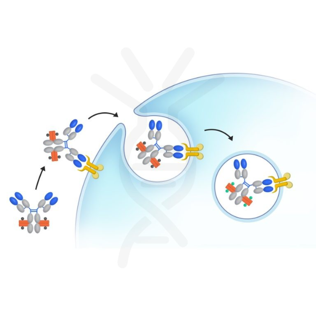 本溪DIMA BIOTECH M-NSG SiHa DiSliceX™ 玻片套装