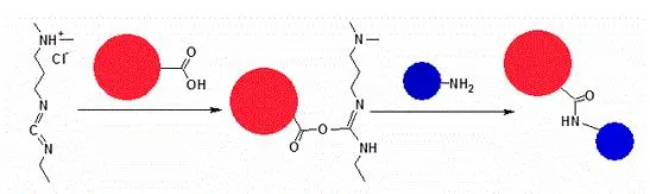 AAT Bioquest KLH偶联试剂盒